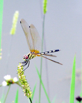 dragonfly