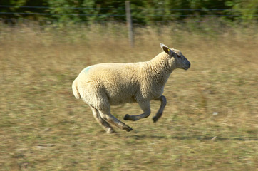 sheep