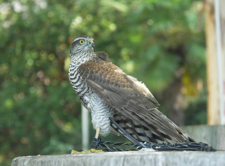 falcon