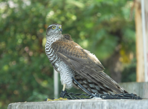 falcon