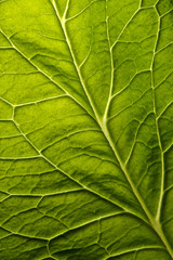 green leaf background