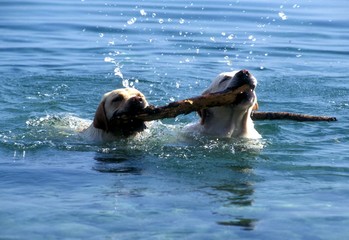 labradors dans l'eau