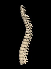 spinal column
