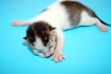 new born kitten