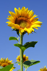 tournesol 2