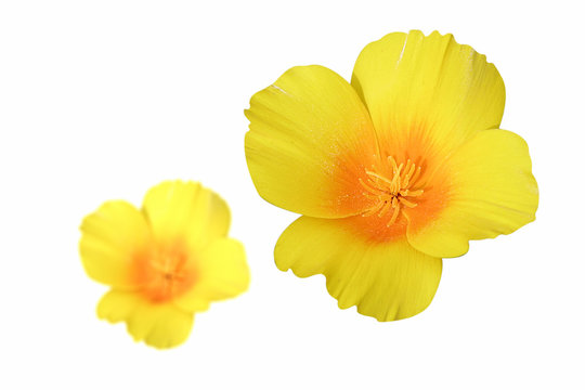 Fototapeta fleur  jaune