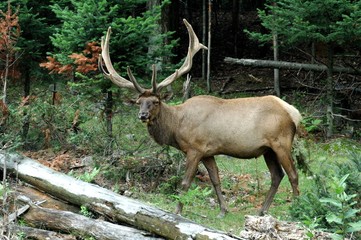 elk