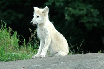artic wolf cub