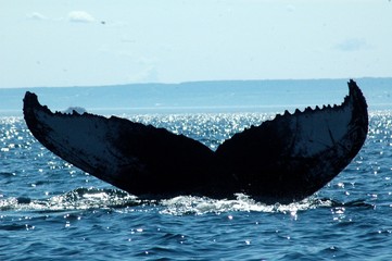 whale tail