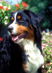 bouvier bernois portrait