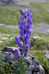 fleur d'aconit (pn364x50)