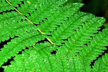 fern