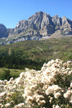 flore alpine (pn367x17)