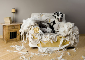 gentil le chienchien