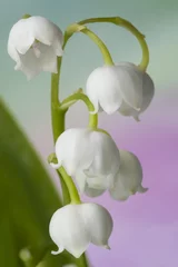 Aluminium Prints Lily of the valley flower