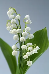 Wall murals Lily of the valley flower