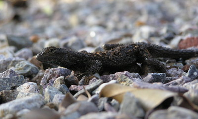 lizard on rocks