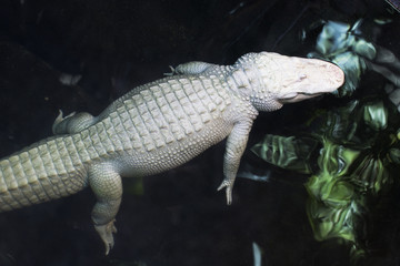 Naklejka premium alligator