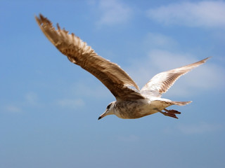 Obraz premium flying away