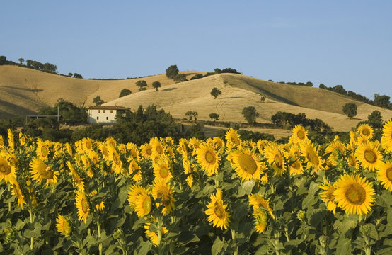 sonnenblumen in der toscana