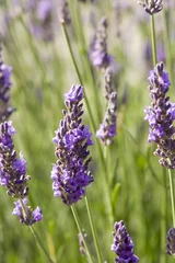 Foto op Plexiglas Lavendel lavendel bloemen