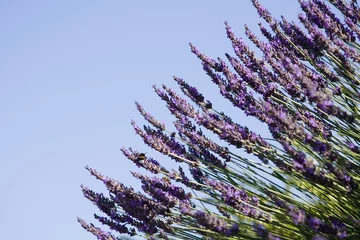 Deurstickers Lavendel lavendel bloemen