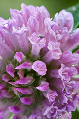 floral background-clover