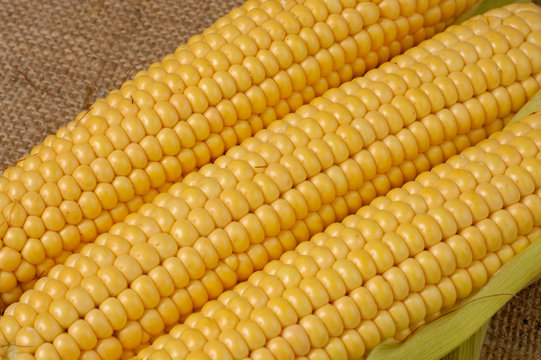 corn