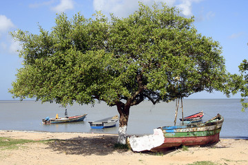 old boat and tree