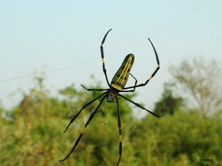 araignee, laos