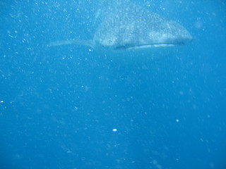 Fototapeta premium whale shark