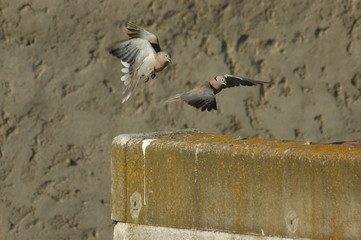 combat de m&acirc;les