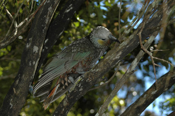 nestor kaka