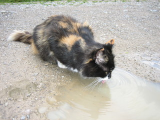durstige katze