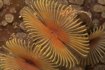 tube worm
