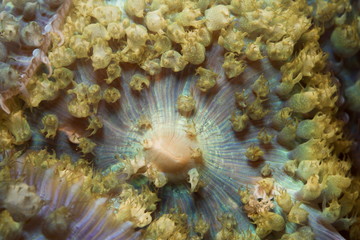 warty corallimorph
