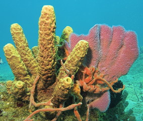 reef scene