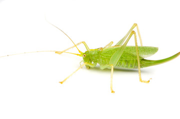 sauterelle verte