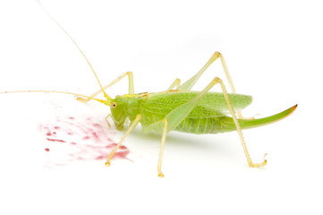 sauterelle verte