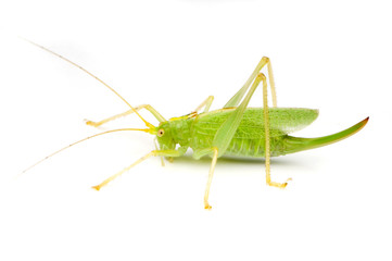 sauterelle verte