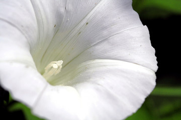 Fototapeta na wymiar fleur blanche