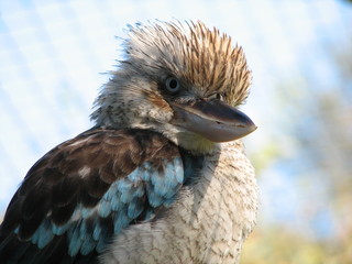 blue winged kookaburra