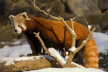 red panda (ailurus fulgens)