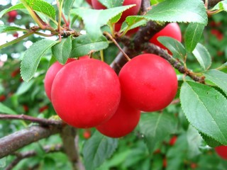 cherry plum