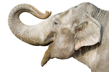 elephant - Powered by Adobe