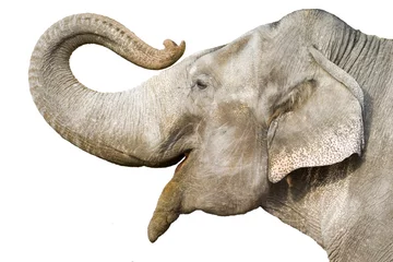 Fotobehang olifant © Martin Vrlik