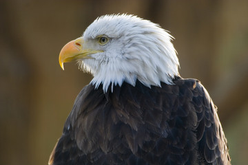american bald eagle