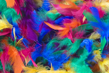 feathers