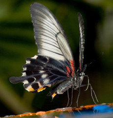 tropical butterfly on feeder