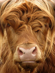 highland cow